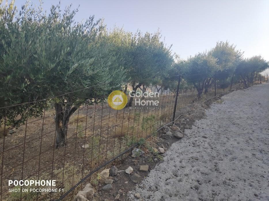Αγροτεμάχιο στην Κερασιά, Τετραχώρι — Φωτογραφία 9 από 24
