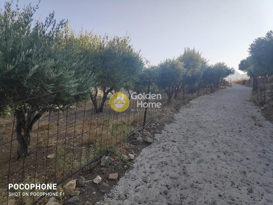 Αγροτεμάχιο στην Κερασιά, Τετραχώρι — Φωτογραφία 12 από 24