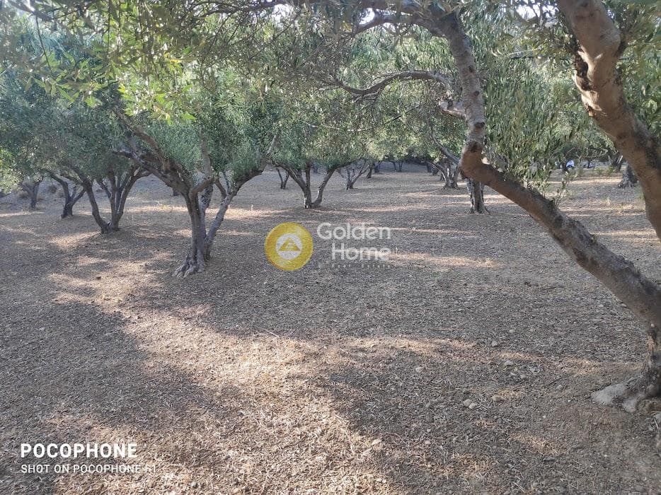 Αγροτεμάχιο στην Κερασιά, Τετραχώρι — Φωτογραφία 14 από 24