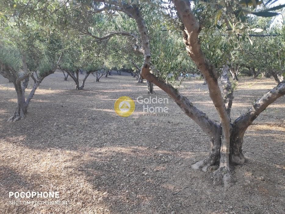 Αγροτεμάχιο στην Κερασιά, Τετραχώρι — Φωτογραφία 15 από 24