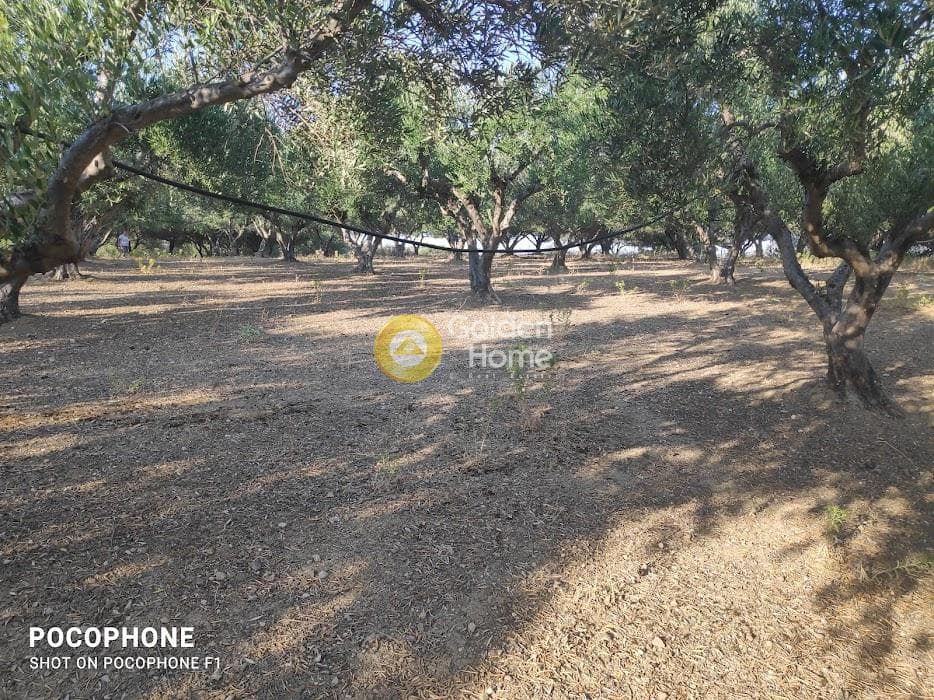 Αγροτεμάχιο στην Κερασιά, Τετραχώρι — Φωτογραφία 17 από 24