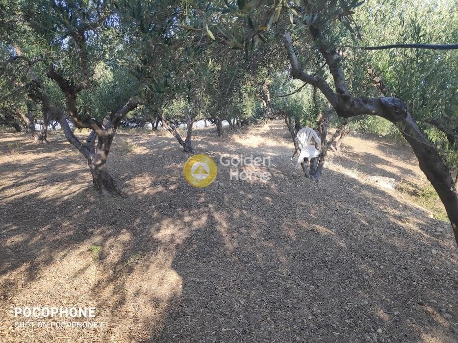 Αγροτεμάχιο στην Κερασιά, Τετραχώρι — Φωτογραφία 18 από 24