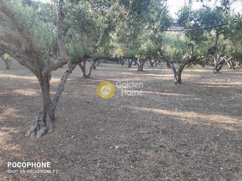 Αγροτεμάχιο στην Κερασιά, Τετραχώρι — Φωτογραφία 19 από 24