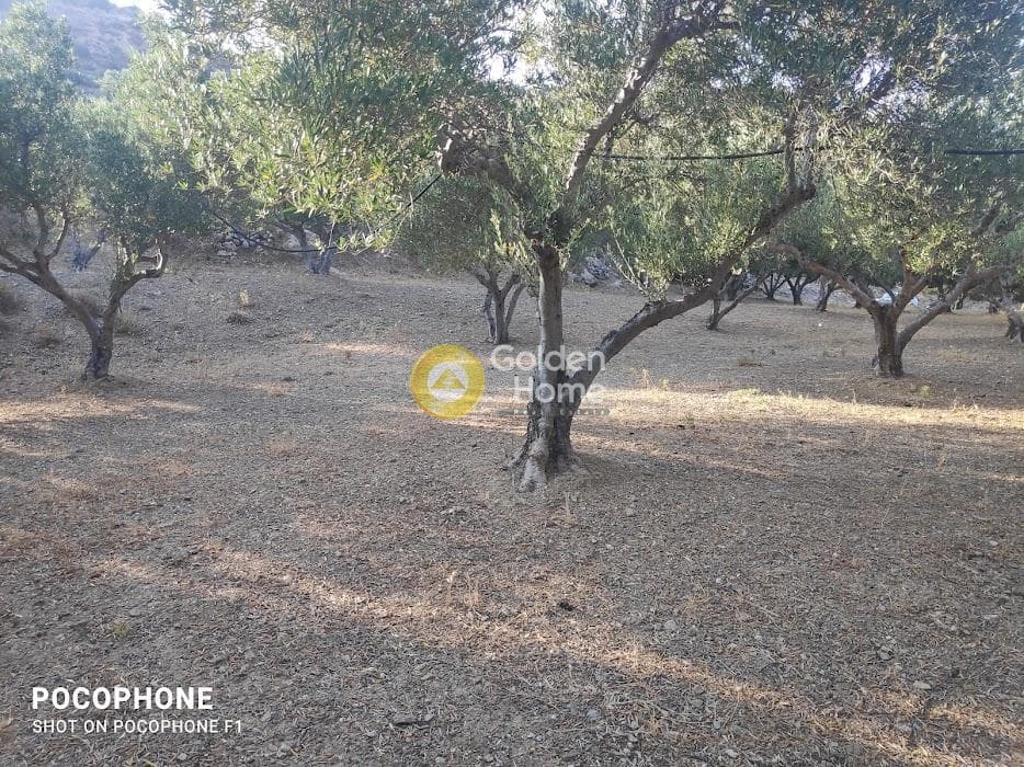 Αγροτεμάχιο στην Κερασιά, Τετραχώρι — Φωτογραφία 20 από 24
