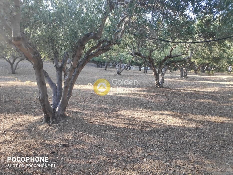 Αγροτεμάχιο στην Κερασιά, Τετραχώρι — Φωτογραφία 21 από 24