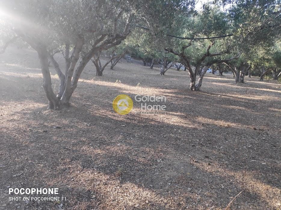 Αγροτεμάχιο στην Κερασιά, Τετραχώρι — Φωτογραφία 22 από 24