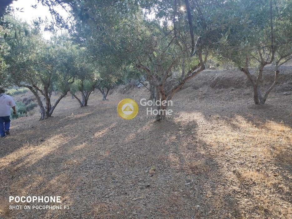 Αγροτεμάχιο στην Κερασιά, Τετραχώρι — Φωτογραφία 23 από 24