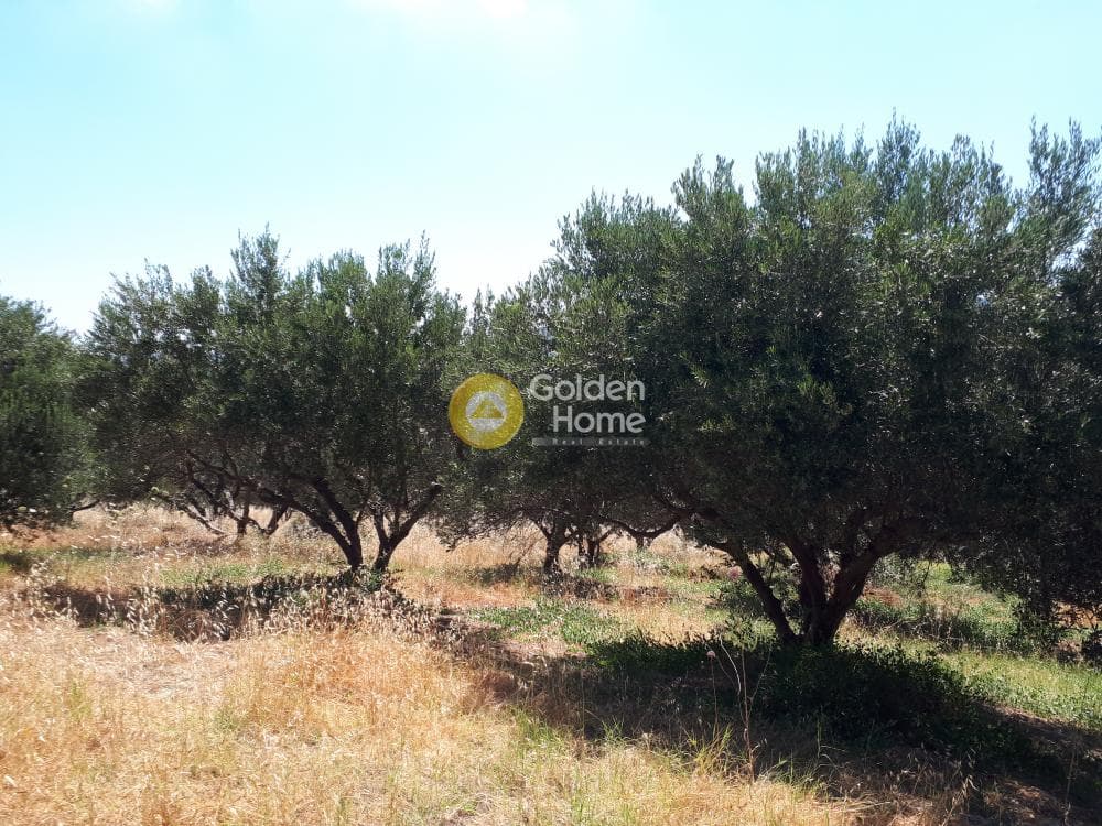 Οικόπεδο στην Βασιλείες, Αρχάνες — Φωτογραφία 4 από 15