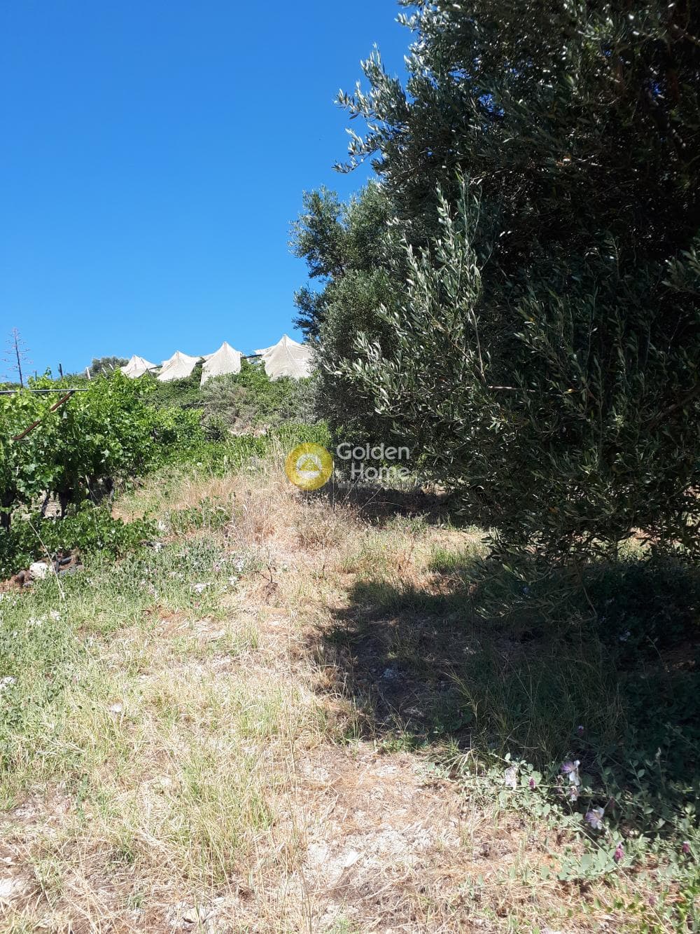 Οικόπεδο στην Βασιλείες, Αρχάνες — Φωτογραφία 8 από 15