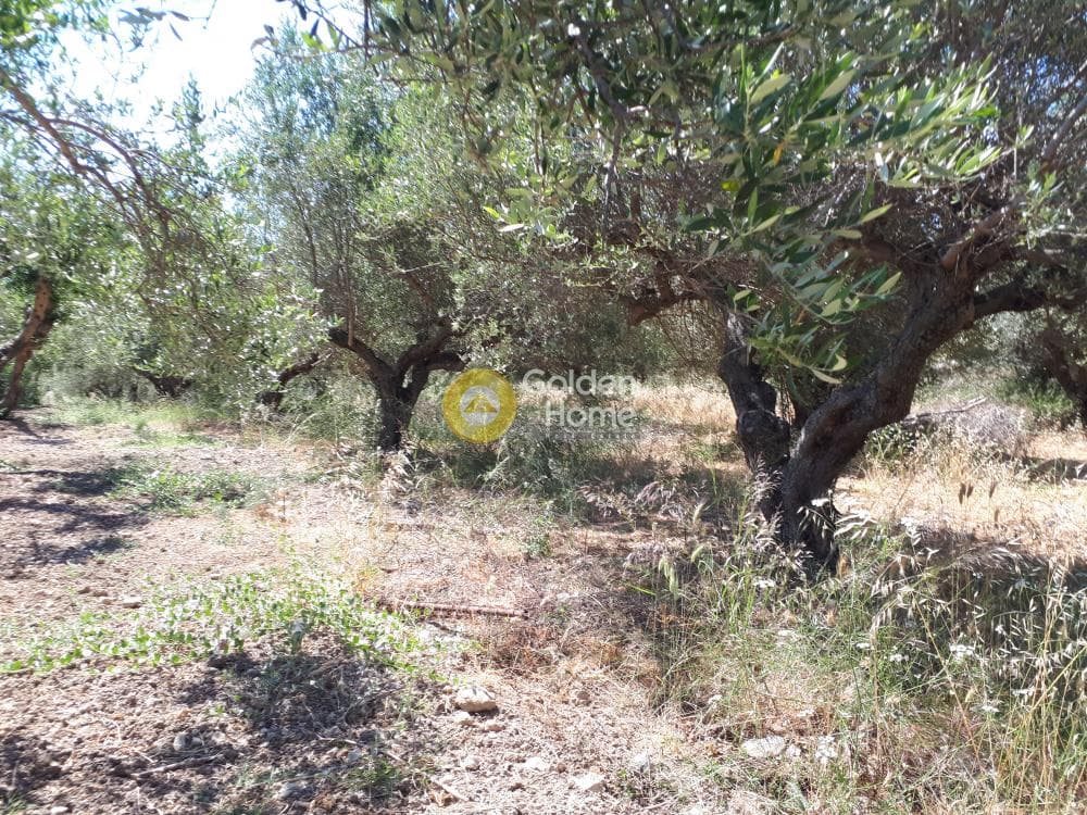 Αγροτεμάχιο στην Επάνω Αρχάνες, Αρχάνες — Φωτογραφία 5 από 9