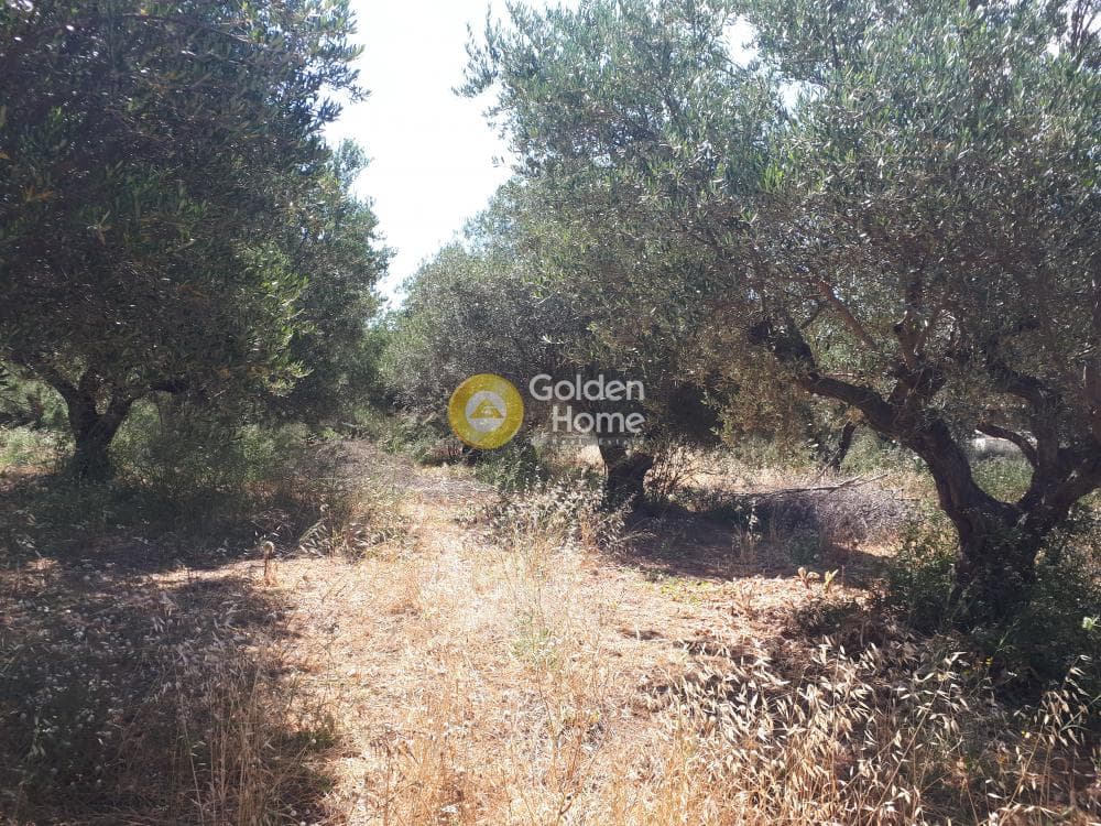 Αγροτεμάχιο στην Επάνω Αρχάνες, Αρχάνες — Φωτογραφία 7 από 9
