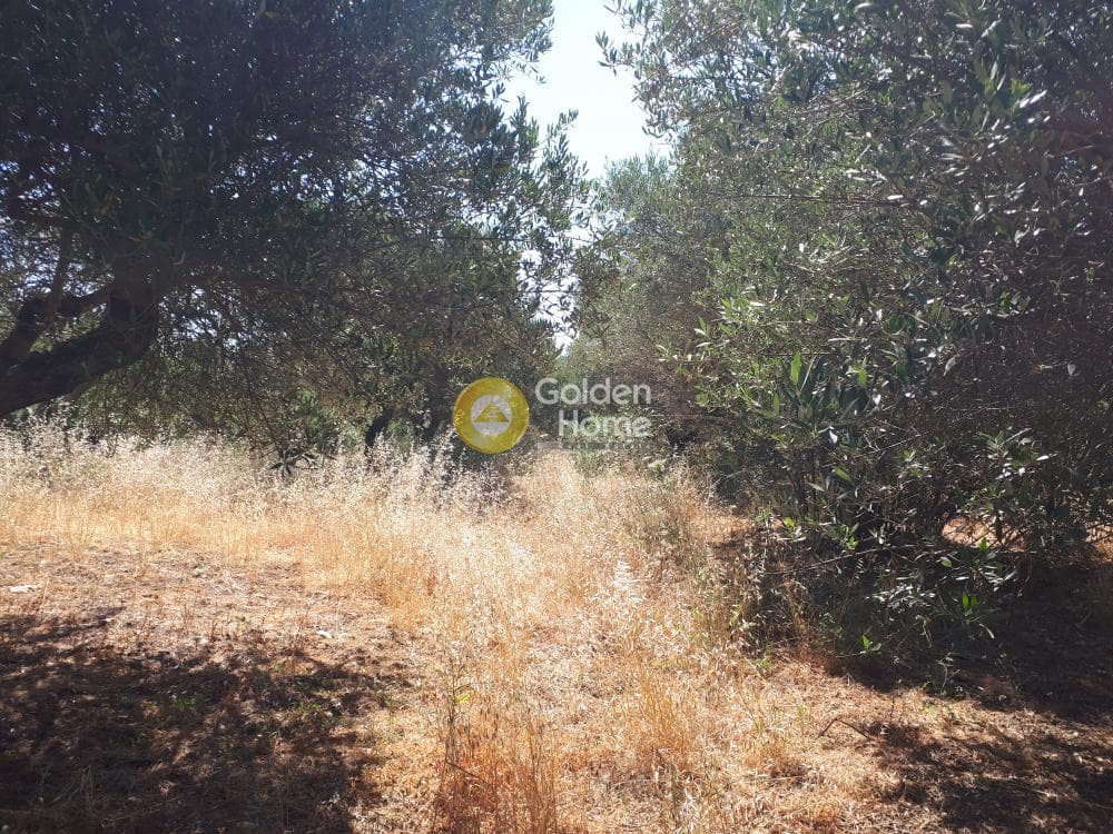 Αγροτεμάχιο στην Επάνω Αρχάνες, Αρχάνες — Φωτογραφία 6 από 9