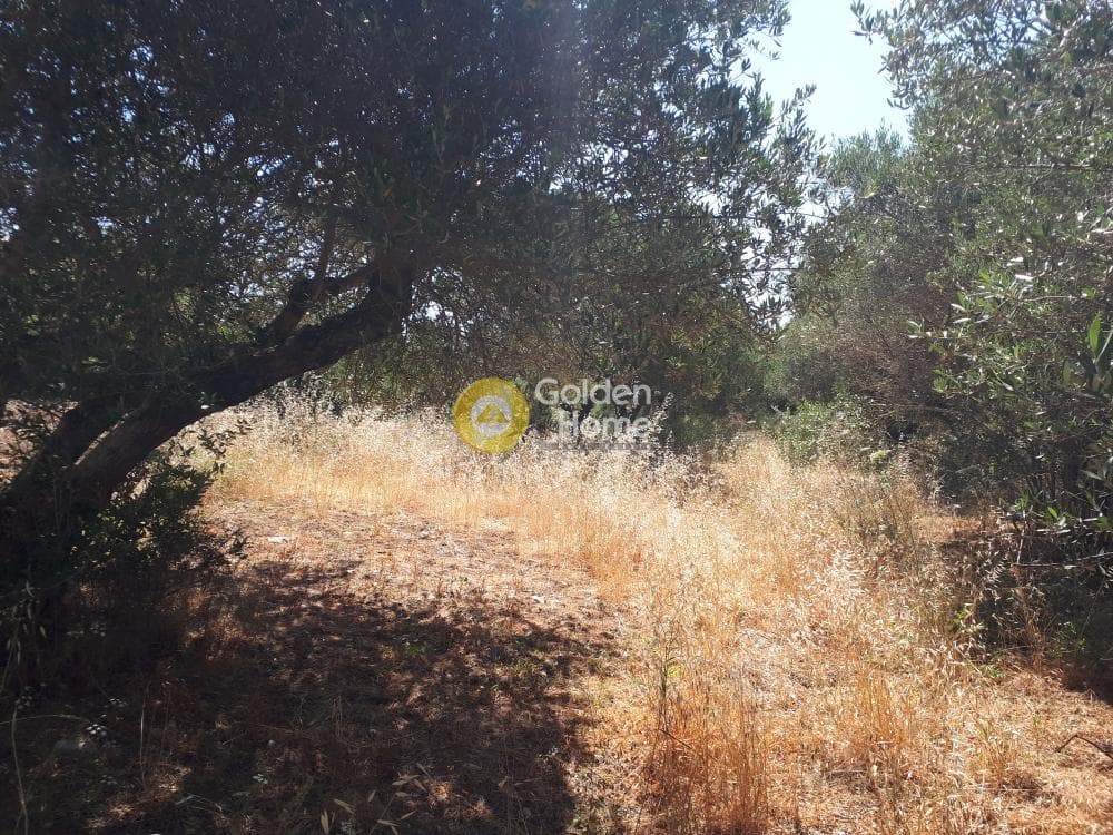 Αγροτεμάχιο στην Επάνω Αρχάνες, Αρχάνες — Φωτογραφία 8 από 9