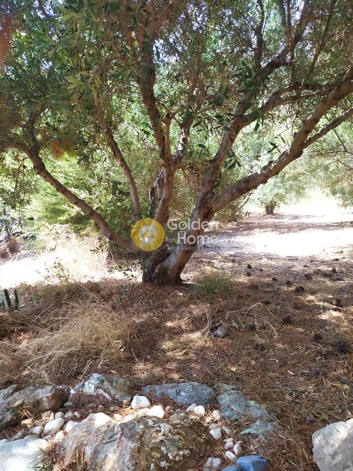 Building Plot in Pantanassa, Gazi — Photo 6 of 21