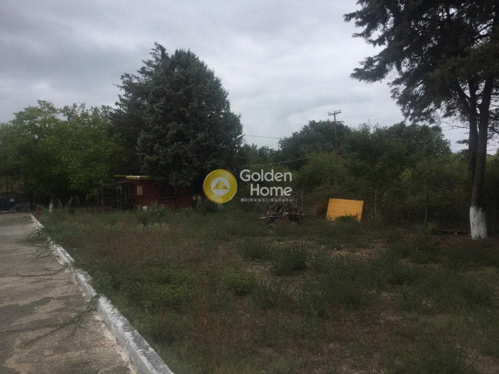 Μονοκατοικία στην Φίλυρο, Πεύκα — Φωτογραφία 3 από 21