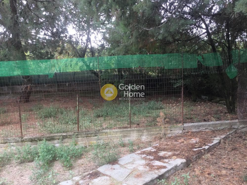 Μονοκατοικία στην Φίλυρο, Πεύκα — Φωτογραφία 11 από 21