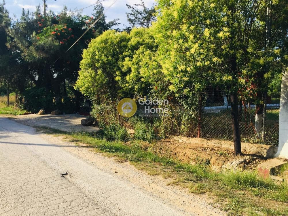 Μονοκατοικία στην Φίλυρο, Πεύκα — Φωτογραφία 17 από 21