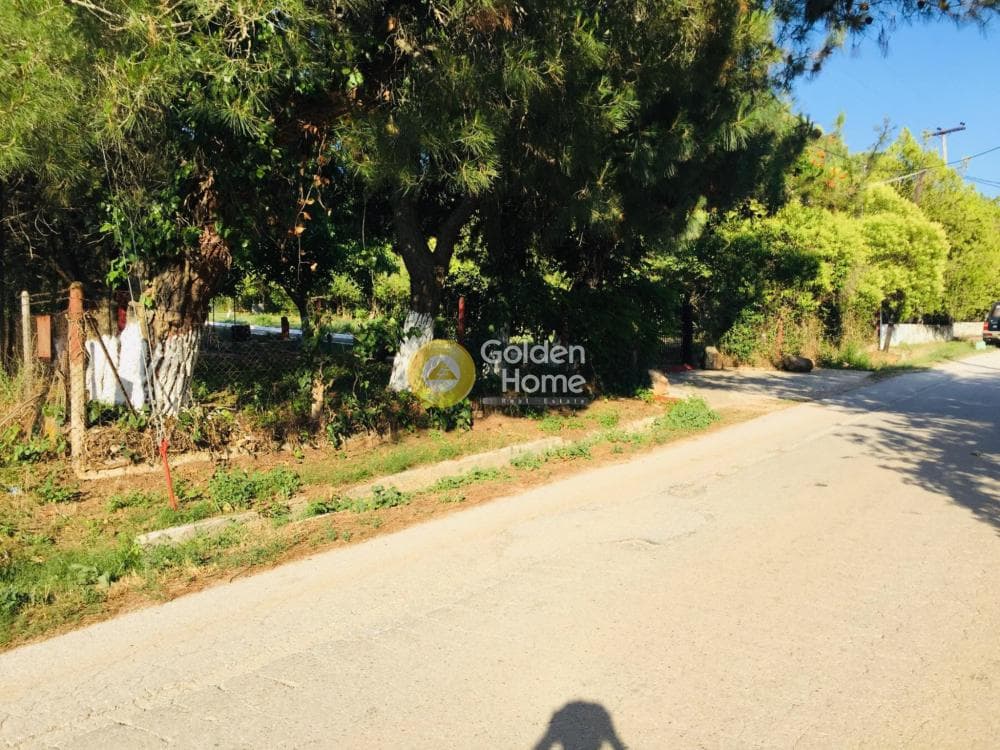 Μονοκατοικία στην Φίλυρο, Πεύκα — Φωτογραφία 18 από 21