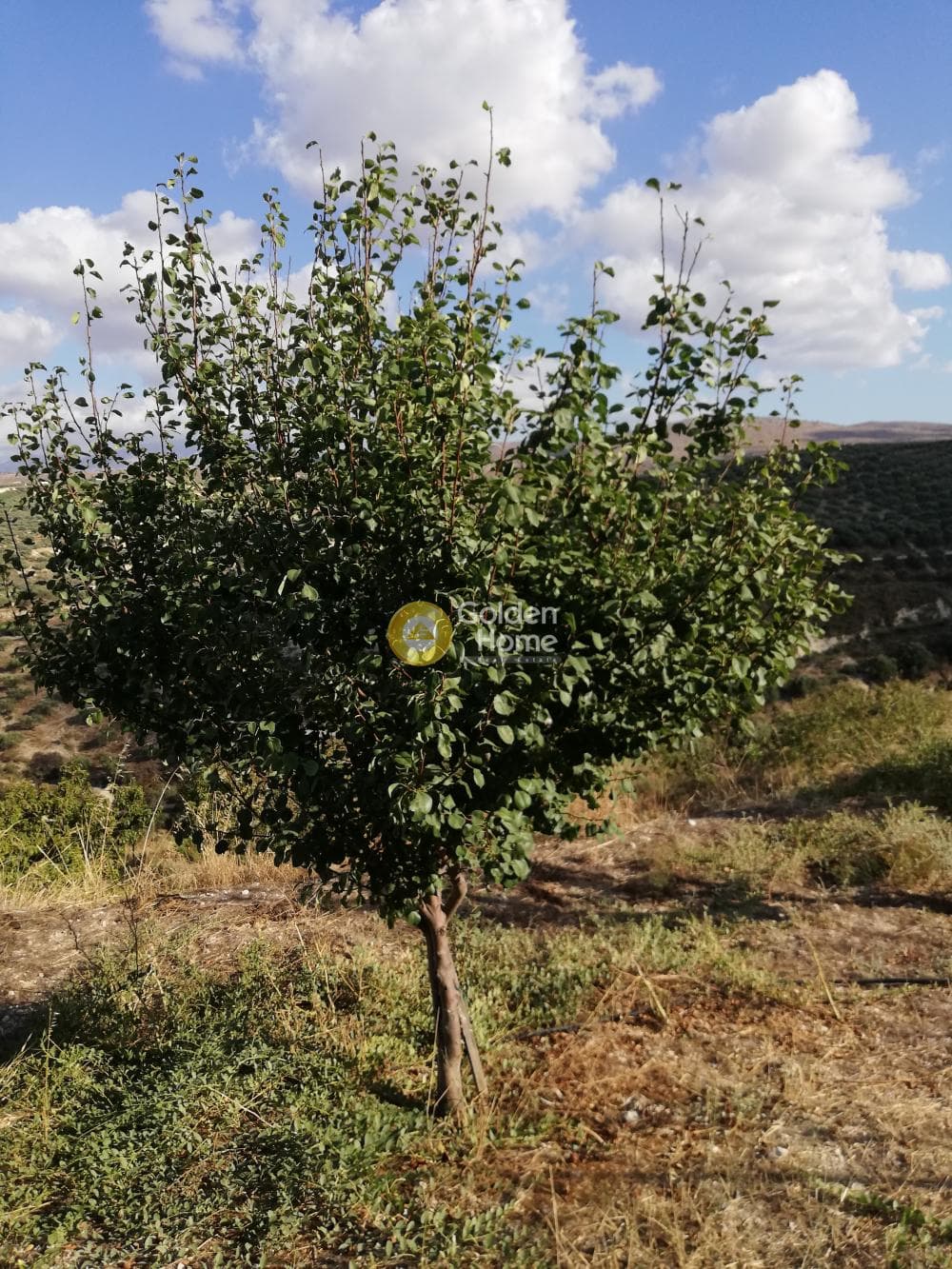 Building Plot in Kainourgio Chorio, Episkopi — Photo 9 of 11