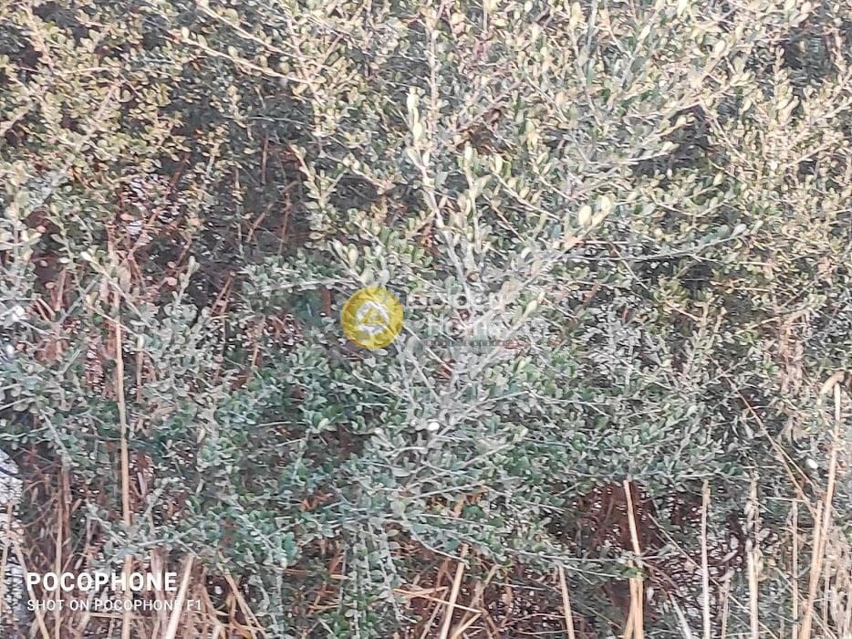 Parcel in Moni Kalivianis, Moires — Photo 14 of 34
