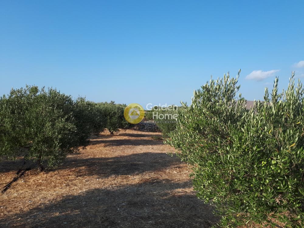 Οικόπεδο στην Σκοτεινό, Γούβες — Φωτογραφία 7 από 18