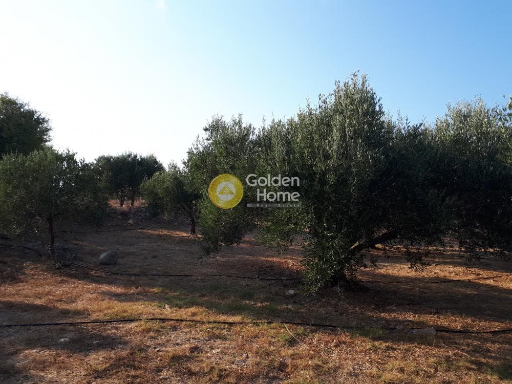 Οικόπεδο στην Σκοτεινό, Γούβες — Φωτογραφία 10 από 18