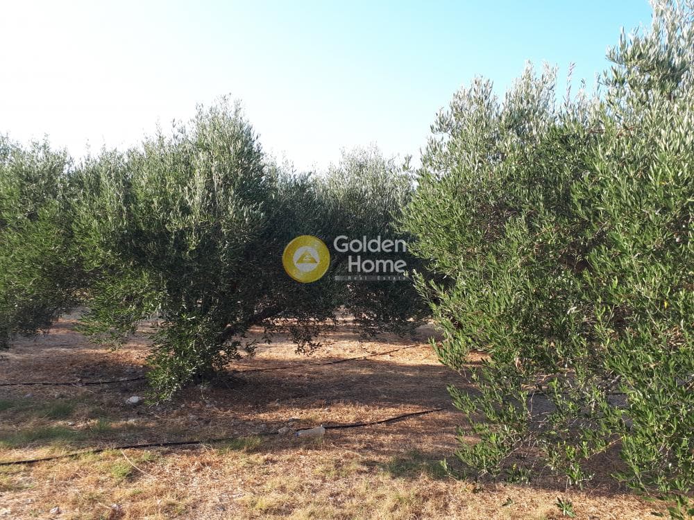 Οικόπεδο στην Σκοτεινό, Γούβες — Φωτογραφία 11 από 18