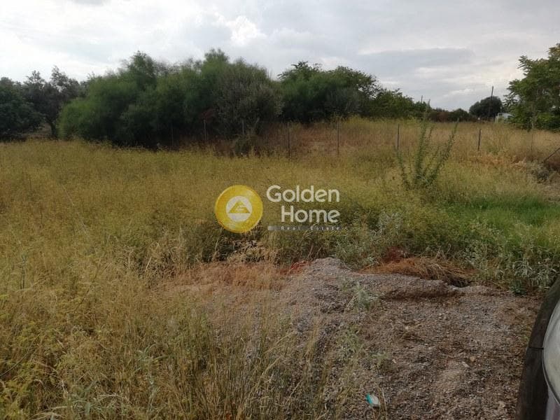 Αγροτεμάχιο στην Μποφίλια, Μεταμόρφωση — Φωτογραφία 4 από 6