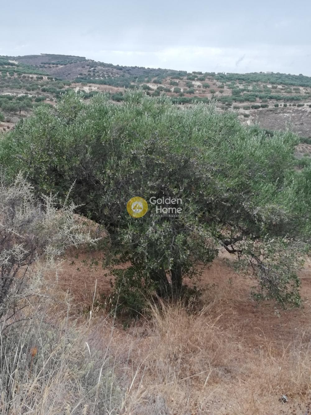Οικόπεδο στην Σκοτεινό, Γούβες — Φωτογραφία 11 από 20