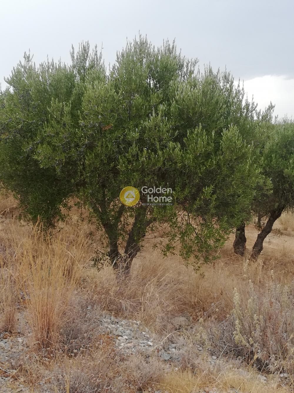 Οικόπεδο στην Σκοτεινό, Γούβες — Φωτογραφία 12 από 20