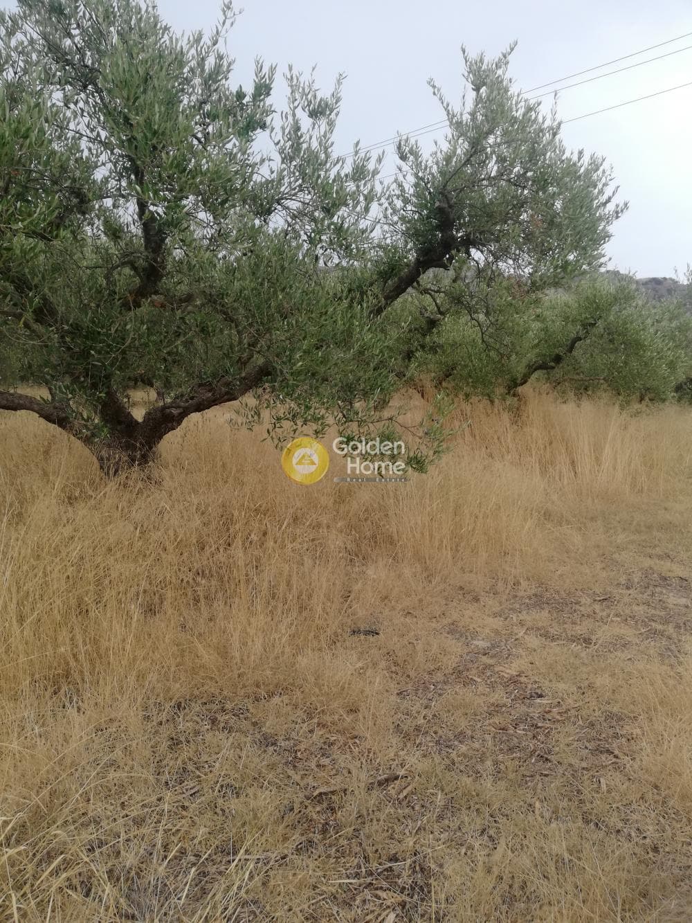 Αγροτεμάχιο στην Κέντρο, Γούβες — Φωτογραφία 3 από 10