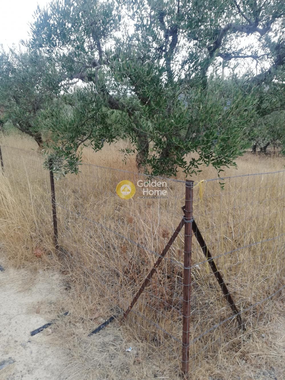 Αγροτεμάχιο στην Κέντρο, Γούβες — Φωτογραφία 5 από 10