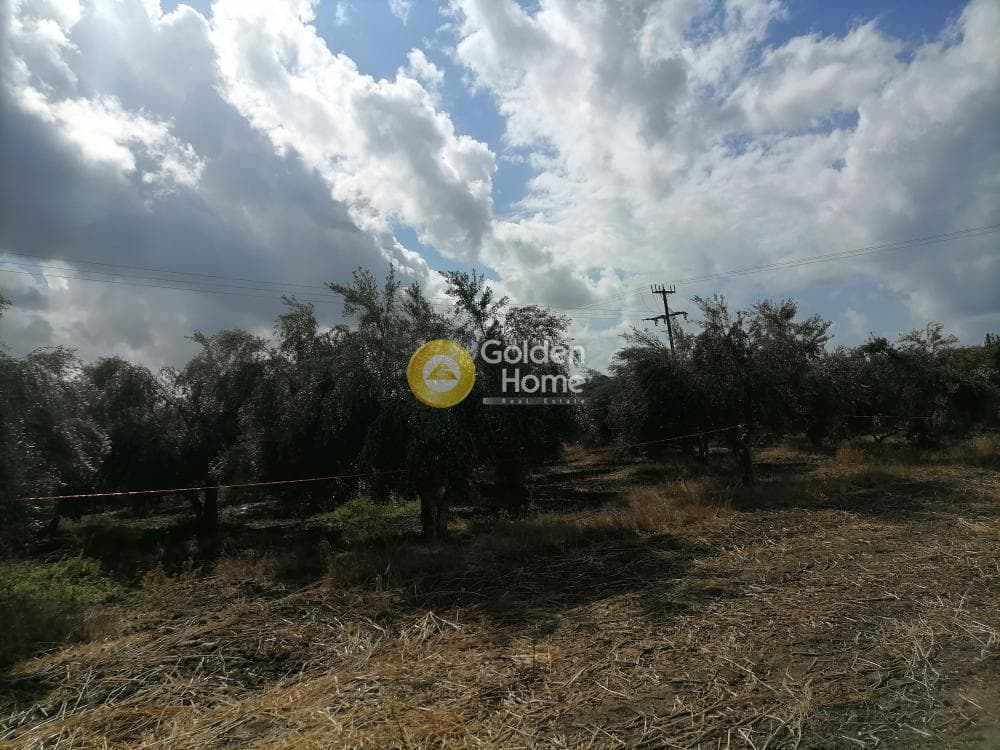 Αγροτεμάχιο στην Καμηλάρι, Τυμπάκι — Φωτογραφία 11 από 12