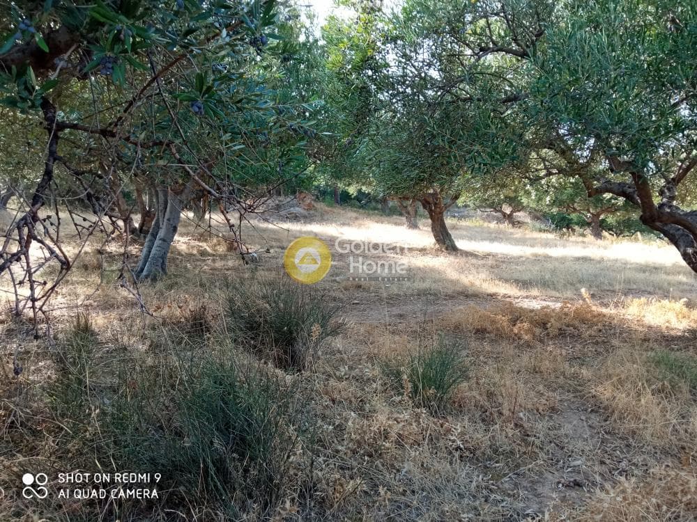 Building Plot in Rogdia, Gazi — Photo 4 of 9