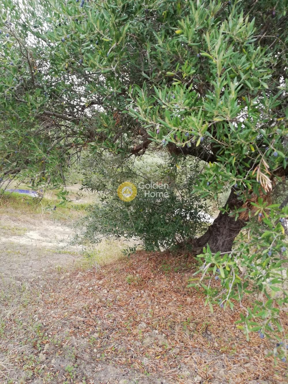 Parcel in Skalani, Episkopi — Photo 5 of 19