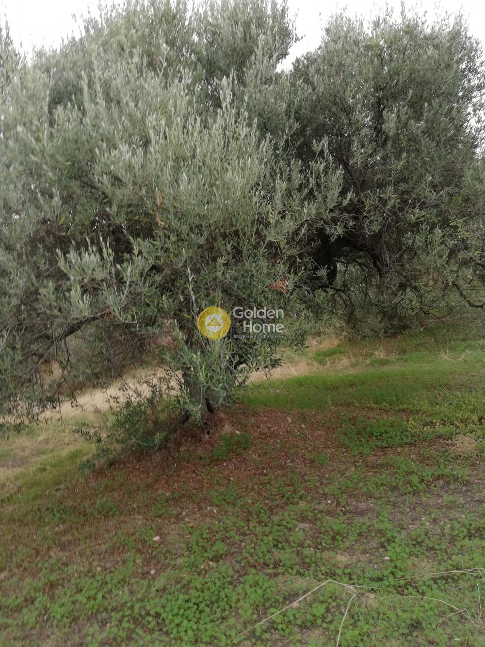 Parcel in Skalani, Episkopi — Photo 13 of 19