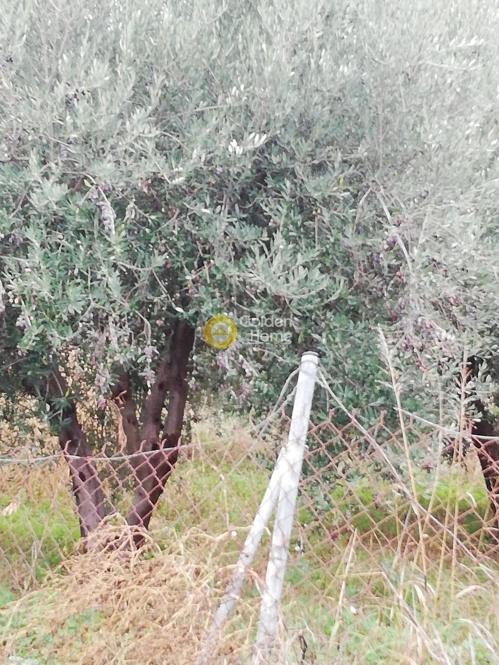 Οικόπεδο στην Φοινικιά, Τέμενος — Φωτογραφία 8 από 9