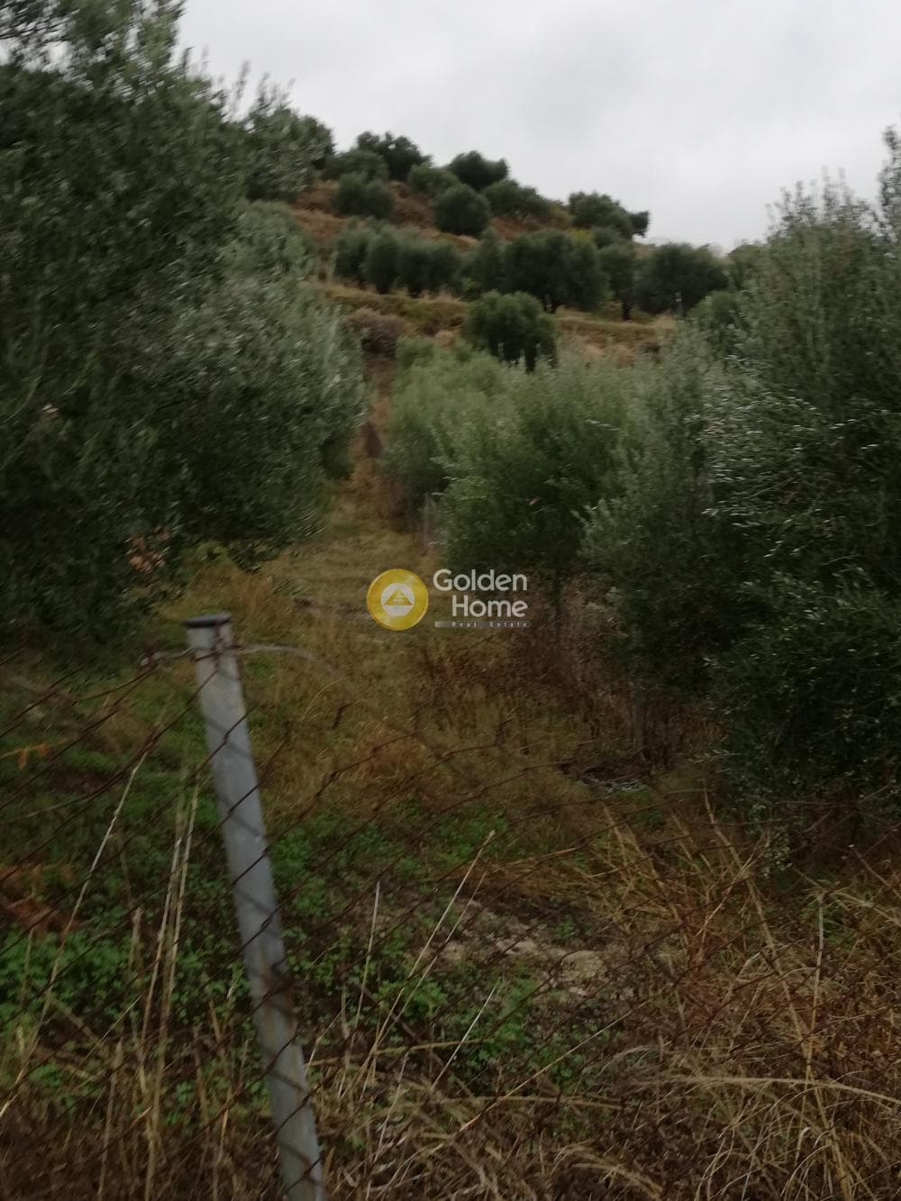 Οικόπεδο στην Φοινικιά, Τέμενος — Φωτογραφία 6 από 9