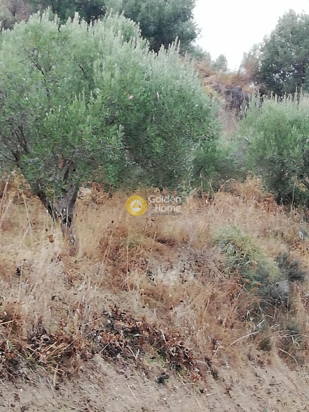 Οικόπεδο στην Φοινικιά, Τέμενος — Φωτογραφία 9 από 9