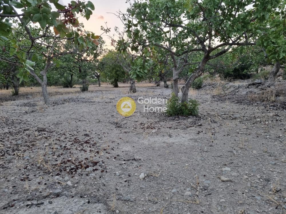 Parcel in Pagoni, Aegina — Photo 3 of 3
