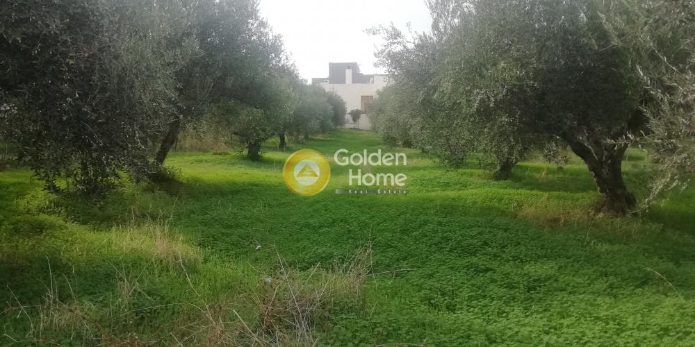 Οικόπεδο στην Βασιλείες, Αρχάνες — Φωτογραφία 3 από 9