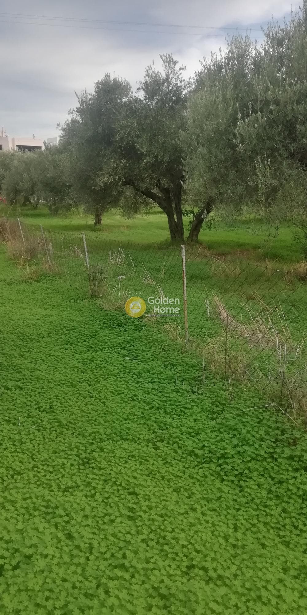 Οικόπεδο στην Βασιλείες, Αρχάνες — Φωτογραφία 6 από 9