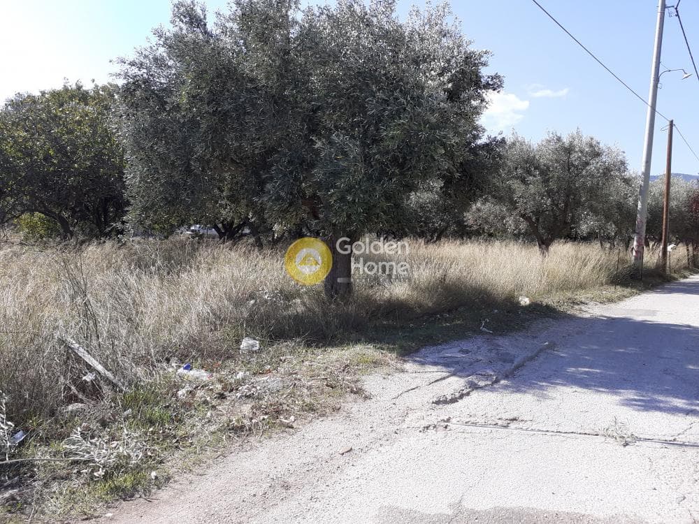 Αγροτεμάχιο στην Άνω Μπαλάνα, Παλλήνη — Φωτογραφία 6 από 8