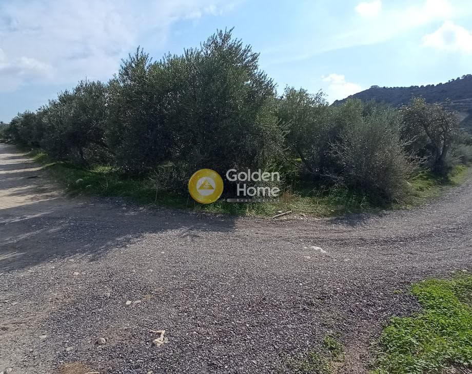 Αγροτεμάχιο στην Καλαμάκι, Τυμπάκι — Φωτογραφία 1 από 20