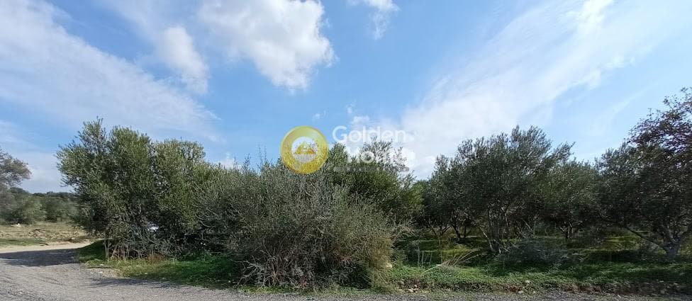 Αγροτεμάχιο στην Καλαμάκι, Τυμπάκι — Φωτογραφία 2 από 20