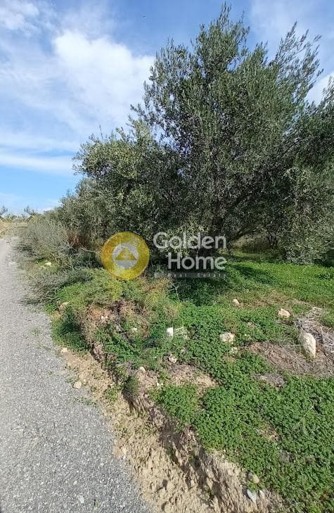Αγροτεμάχιο στην Καλαμάκι, Τυμπάκι — Φωτογραφία 4 από 20