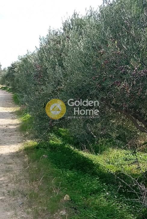 Αγροτεμάχιο στην Καλαμάκι, Τυμπάκι — Φωτογραφία 6 από 20