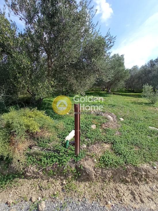 Αγροτεμάχιο στην Καλαμάκι, Τυμπάκι — Φωτογραφία 16 από 20