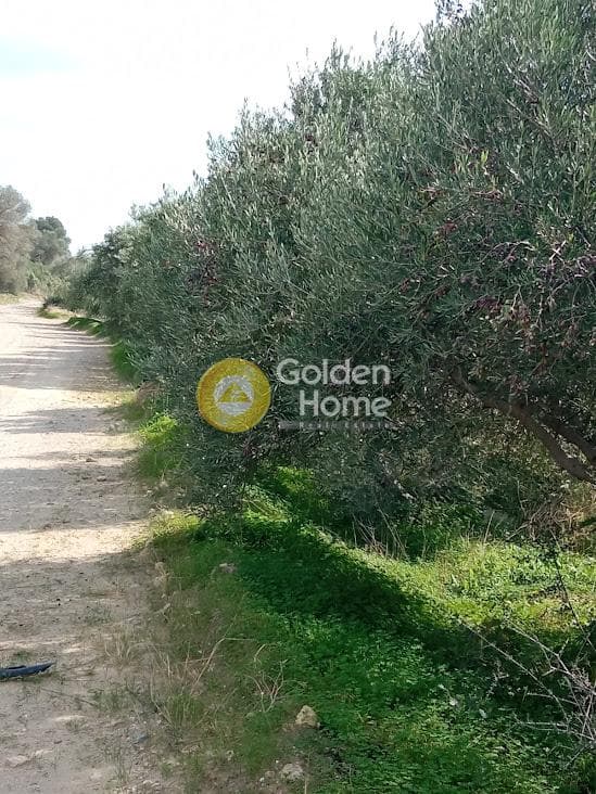 Αγροτεμάχιο στην Καλαμάκι, Τυμπάκι — Φωτογραφία 17 από 20