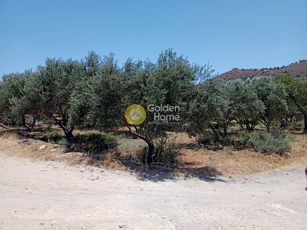 Αγροτεμάχιο στην Καλαμάκι, Τυμπάκι — Φωτογραφία 18 από 20